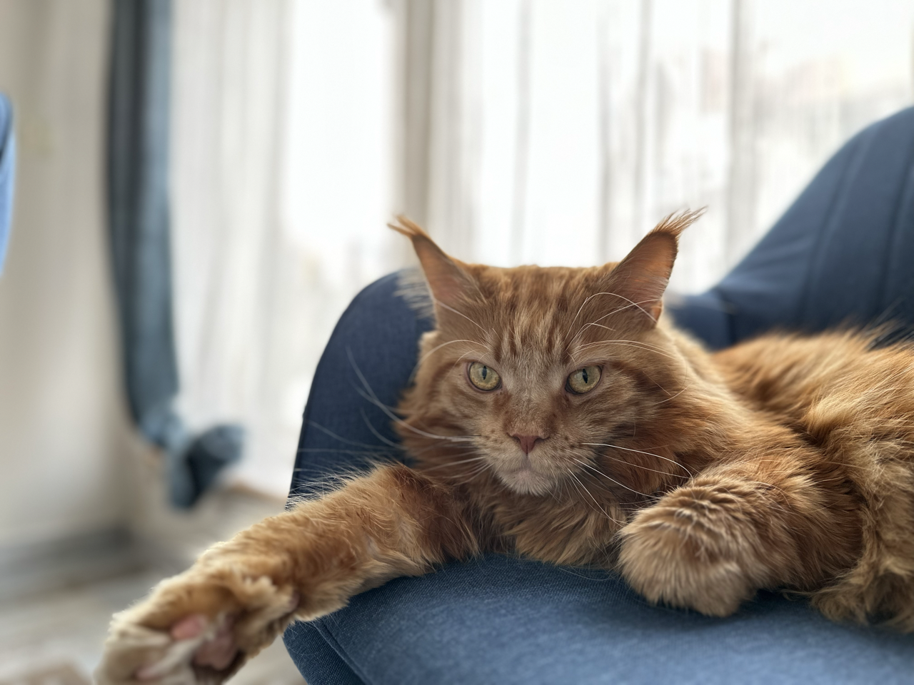 ICH. Nadin Sura Cat